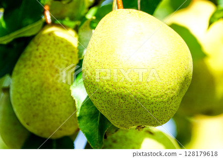 Pears before harvest 128179618