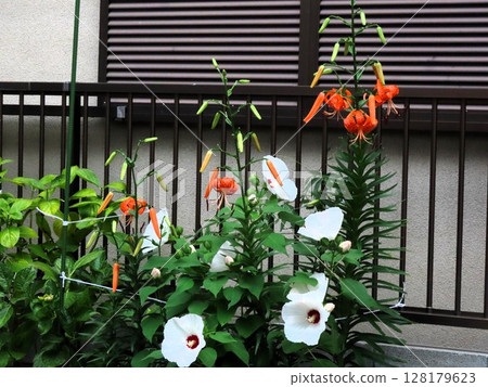 初夏花卉:丹氏虎百合與芙蓉花:冠層百合 初夏花卉:丹氏虎百合與芙蓉花:冠層百合 128179623