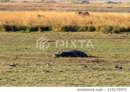Hippo resting on land Hippo resting on land 128179972