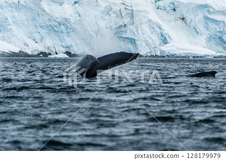 Tail of a humpback whale in the Antarctic Tail of a humpback whale in the Antarctic 128179979