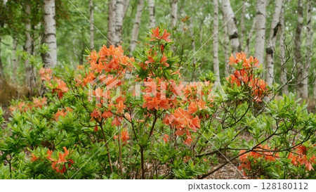 Foggy white birch forest and Renge azalea 128180112