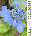 Hydrangea near the end Hydrangea near the end 128180365