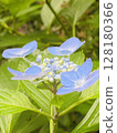 Hydrangeas looking up at the sky Hydrangeas looking up at the sky 128180366