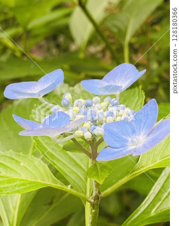 繡球花仰望天空 繡球花仰望天空 128180366