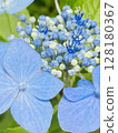 Hydrangea in sunlight Hydrangea in sunlight 128180367
