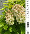 Remaining Hydrangeas Remaining Hydrangeas 128180368
