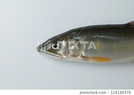 The face of a wild sweetfish photographed against a white background 128180370