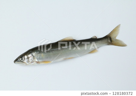 白色背景下拍攝的野生香魚 白色背景下拍攝的野生香魚 128180372