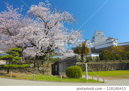 "World Heritage Site" "National Treasure" Himeji Castle, Sannomaru Square and cherry blossoms in full bloom / 100 Views of the Heisei Era / Top 100 Cherry Blossom Spots in Japan / Top 100 People in Japan "World Heritage Site" "National Treasure" Himeji Castle, Sannomaru Square and cherry blossoms in full bloom / 100 Views of the Heisei Era / Top 100 Cherry Blossom Spots in Japan / Top 100 People in Japan 128180415