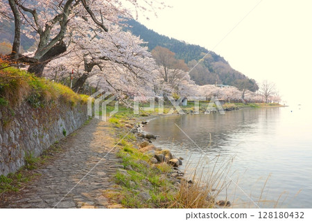 Kaizu Osaki cherry blossom trees and promenade / Top 100 cherry blossom spots in Japan / Eight scenic views of Lake Biwa Kaizu Osaki cherry blossom trees and promenade / Top 100 cherry blossom spots in Japan / Eight scenic views of Lake Biwa 128180432