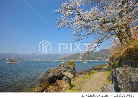 Kaizu Osaki cherry blossom trees and promenade / Top 100 cherry blossom spots in Japan / Eight scenic views of Lake Biwa Kaizu Osaki cherry blossom trees and promenade / Top 100 cherry blossom spots in Japan / Eight scenic views of Lake Biwa 128180433