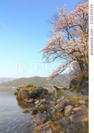 Kaizu Osaki cherry blossom trees and promenade / Top 100 cherry blossom spots in Japan / Eight scenic views of Lake Biwa Kaizu Osaki cherry blossom trees and promenade / Top 100 cherry blossom spots in Japan / Eight scenic views of Lake Biwa 128180434