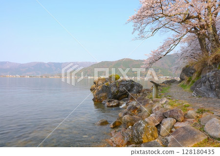 Kaizu Osaki cherry blossom trees and promenade / Top 100 cherry blossom spots in Japan / Eight scenic views of Lake Biwa Kaizu Osaki cherry blossom trees and promenade / Top 100 cherry blossom spots in Japan / Eight scenic views of Lake Biwa 128180435