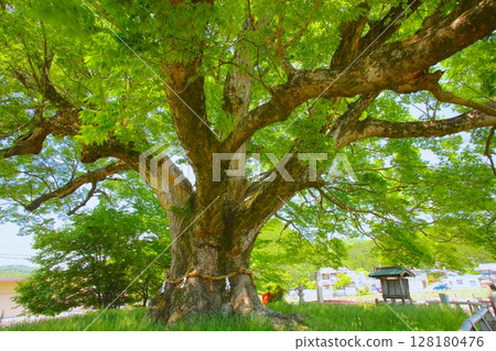 Noma's Giant Zelkova/A 1,000-year-old tree "Nationally designated natural monument" 128180476