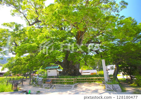 Noma's Giant Zelkova/A 1,000-year-old tree "Nationally designated natural monument" 128180477