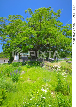 Noma's Giant Zelkova/A 1,000-year-old tree "Nationally designated natural monument" 128180479