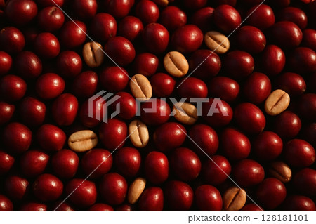 Close up full frame of freshly harvested deep red coffee cherries and raw parchment beans 128181101