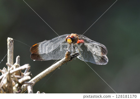 A squirrel flycatcher resting on a branch A squirrel flycatcher resting on a branch 128181170