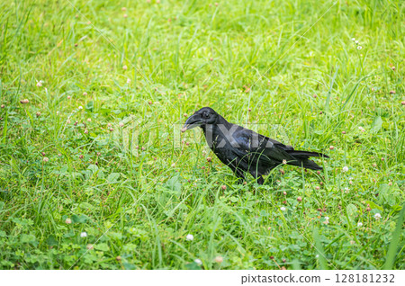 烏鴉(叢林烏鴉) 烏鴉(叢林烏鴉) 128181232