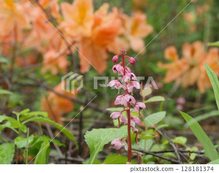 紅花Ixiaxia 128181374