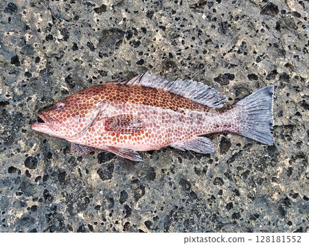 岩石上新鮮捕獲的紅鯛魚 128181552
