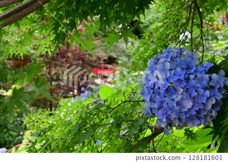 千葉縣松戶市的繡球花寺-長谷山本堂寺的繡球花 千葉縣松戶市的繡球花寺-長谷山本堂寺的繡球花 128181601