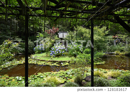 Hydrangea temple "Haseyama Hondo-ji" in Matsudo, Chiba Prefecture, Bentendo Hall and wisteria trellis 128181617