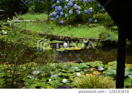 Water lilies and hydrangeas at Benten Pond, Haseyama Hondo-ji Temple, Matsudo, Chiba Prefecture 128181618