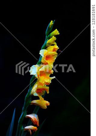 Gladiolus 128181691