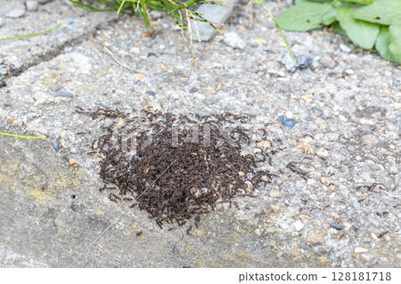 A group of black carpenter ants A group of black carpenter ants 128181718