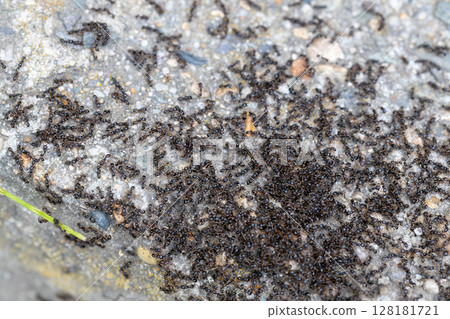 A group of black carpenter ants 128181721