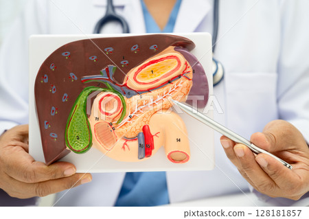Liver with gallbladder, pancreas spleen and duodenum, Asian doctor holding human anatomy model for study diagnosis and treatment in hospital. Liver with gallbladder, pancreas spleen and duodenum, Asian doctor holding human anatomy model for study diagnosis and treatment in hospital. 128181857