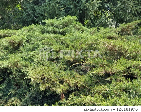 Juniper, Flora In The Nature Juniper, Flora In The Nature 128181970