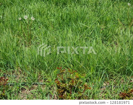 Green Grass In The Park 128181971