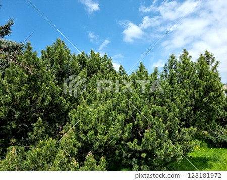 Pine Trees In The Forest 128181972