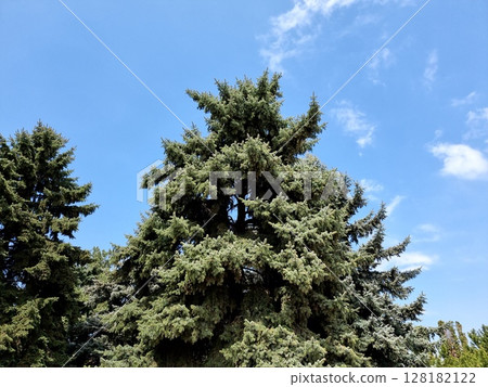 Green tree in the forest. Plant name is Picea. Green tree in the forest. Plant name is Picea. 128182122