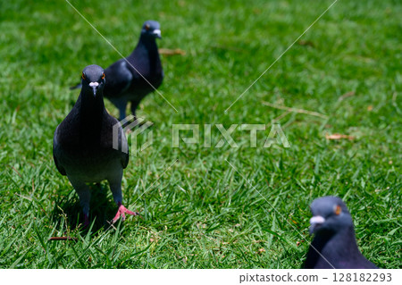 Rock pigeon Rock pigeon 128182293