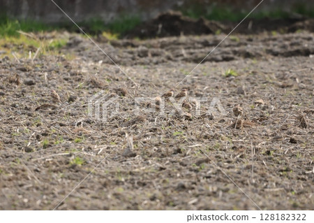 A flock of sparrows feeding on the ground A flock of sparrows feeding on the ground 128182322