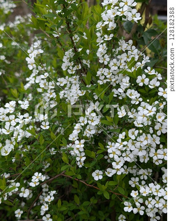 春天花園裡盛開的小白色氣孔花 128182388