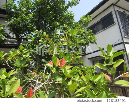 Quince Tree Behind the Guava Tree Quince Tree Behind the Guava Tree 128182491