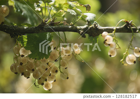 Close-up of white currants, capturing their fresh, ripe, and juicy appearance Close-up of white currants, capturing their fresh, ripe, and juicy appearance 128182517