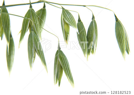 Delicate green oat plant captured in a detailed, macro shot, isolated on white. 128182523