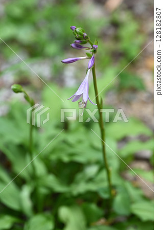 Hosta flower 128182807