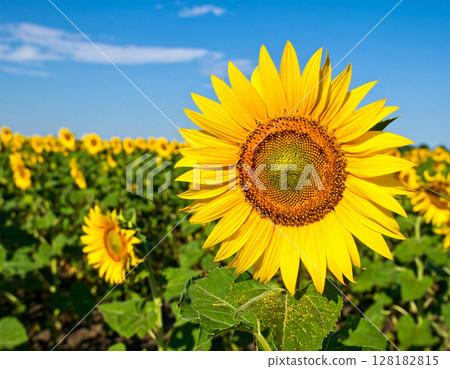 Blue sky and sunflower field 128182815