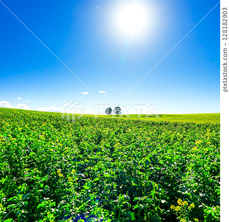 北海道美瑛的親子樹與清爽的藍天相映成趣 128182903