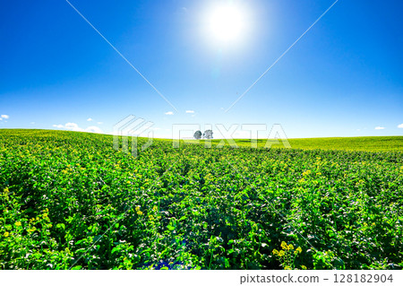 北海道美瑛的親子樹與清爽的藍天相映成趣 128182904