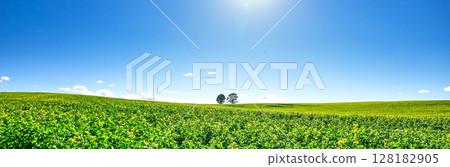 北海道美瑛的親子樹與清爽的藍天相映成趣 128182905