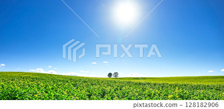 北海道美瑛的親子樹與清爽的藍天相映成趣 128182906