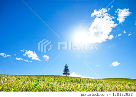 典型的北海道風景，一棵樹和藍天 128182928