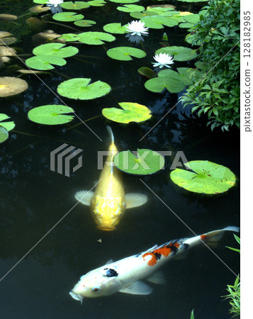 京都府京田邊市古剎觀音寺的池塘裡盛開著睡蓮和兩條錦鯉 128182985